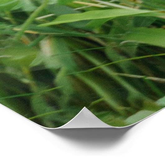 Poster Lope de Gorilla Blackback (Coin)