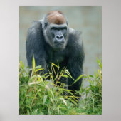 Poster Lope de Gorilla Blackback (Devant)