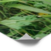 Poster Lope de Gorilla Blackback (Coin)