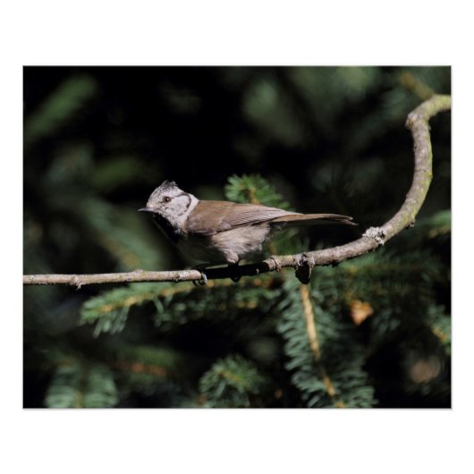 Poster Lophophane cristatus (Devant)