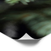 Poster Lophophane cristatus (Coin)