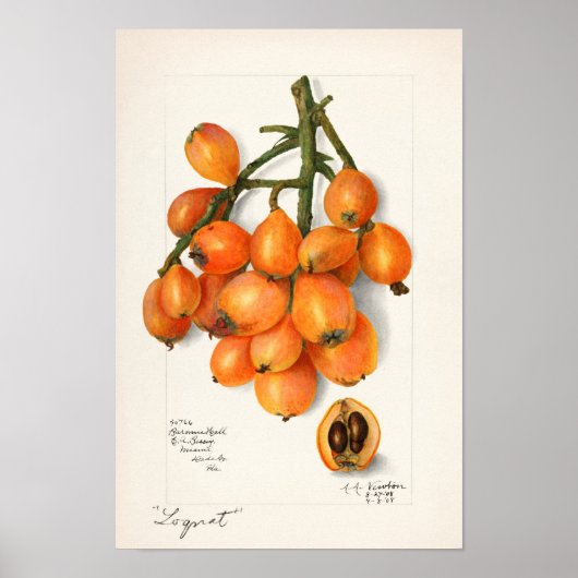 Poster Loquats (Eriobotrya Japon Peinture de fruits (Devant)
