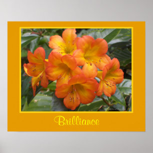 Poster L'orange de méditation de zen de brillant fleurit