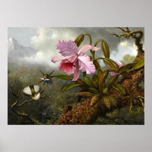 Poster L'orchidée de Cattleya, deux colibris et un scarab (Devant)