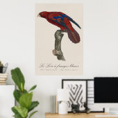 Poster Lori à queue brune, Trichoglossus borneus (Bureau à domicile)
