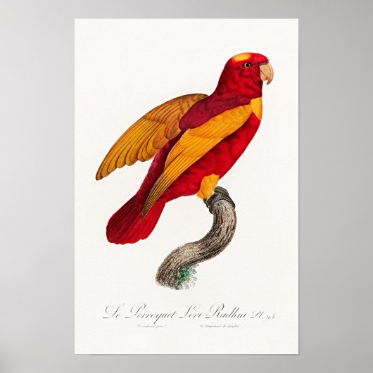 Poster Lori rouge et or, (Devant)