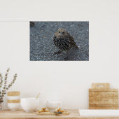 Poster L'original Angry Bird ? ? (Cuisine)