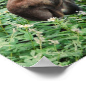 Poster L'orignal (Coin)