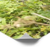 Poster L'orignal (Coin)