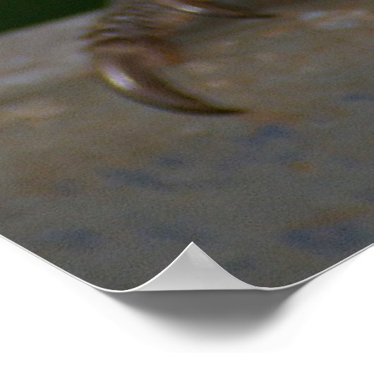 Poster Lorikee arc-en-ciel (Coin)