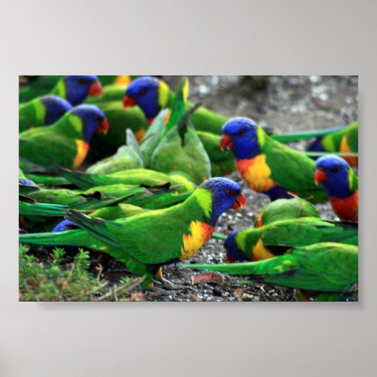 Poster Lorikees arc-en-ciel australiens (Devant)