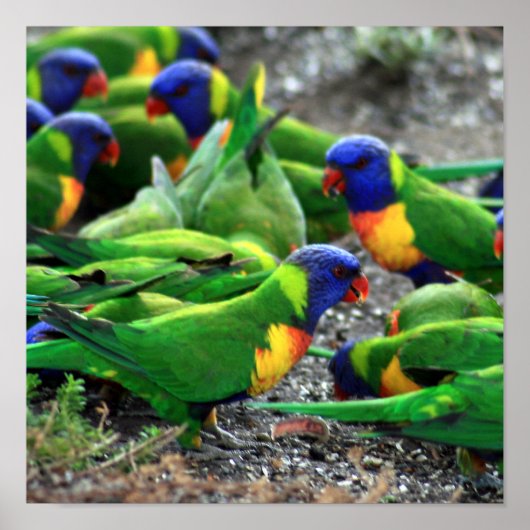 Poster Lorikees arc-en-ciel australiens (Devant)