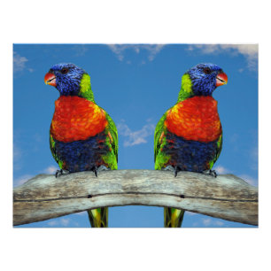 Poster Lorikees arc-en-ciel deux perchés sur une branche