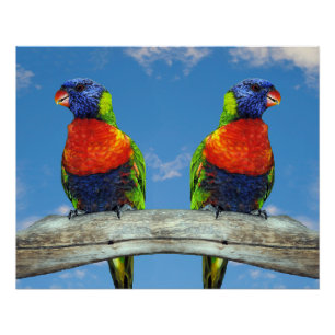 Poster Lorikees arc-en-ciel deux perchés sur une branche