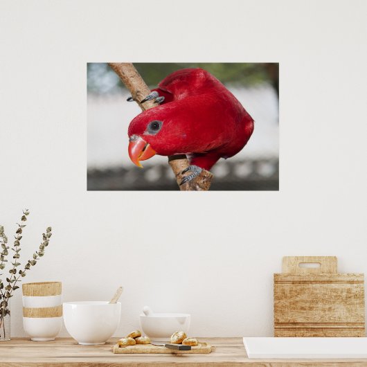 Poster Lorikeet (Cuisine)