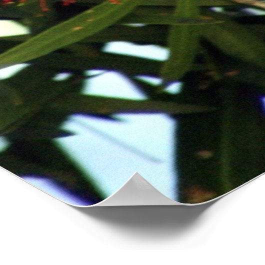 Poster Lorikeet à poitrine Élevée (Coin)