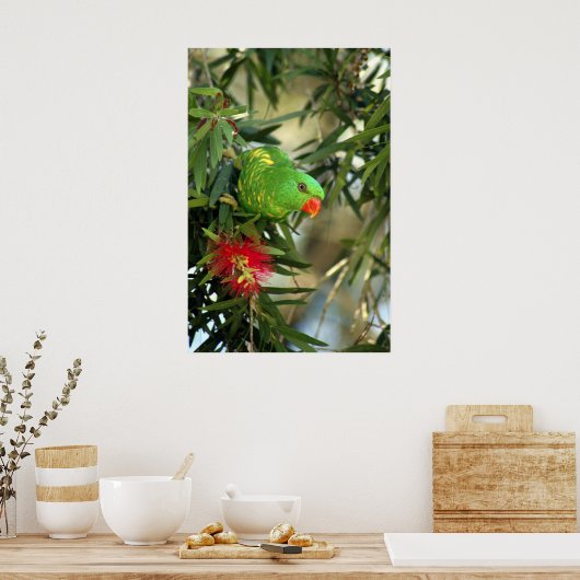 Poster Lorikeet à poitrine Élevée (Cuisine)