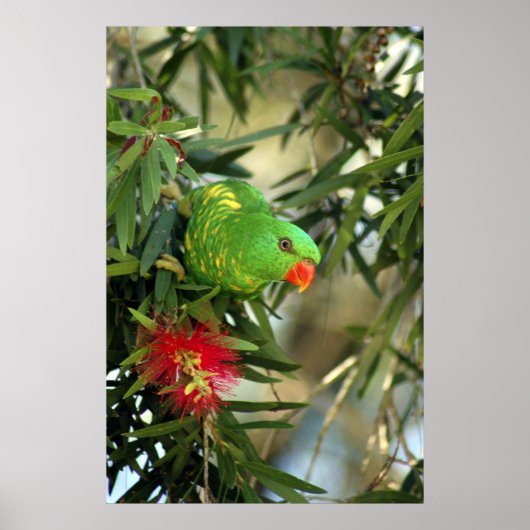 Poster Lorikeet à poitrine Élevée (Devant)