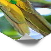 Poster Lorikeet, oiseau coloré (Coin)