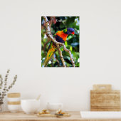 Poster Lorikeet, oiseau coloré (Cuisine)