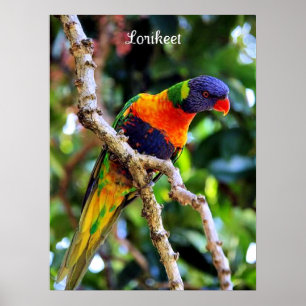 Poster Lorikeet, oiseau coloré