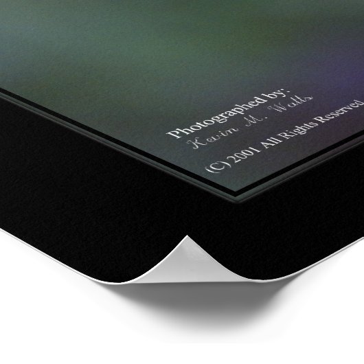 Poster Lorikeet vert (Coin)