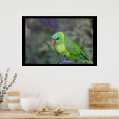 Poster Lorikeet vert (Cuisine)