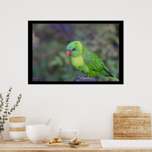 Poster Lorikeet vert (Cuisine)