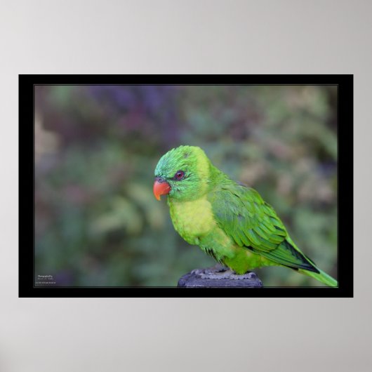 Poster Lorikeet vert (Devant)