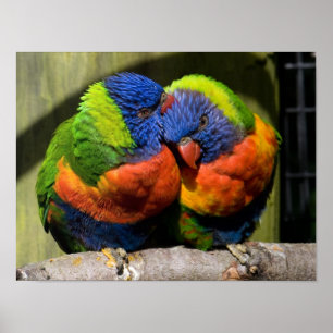 Poster Lorikeets