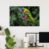 Poster Lorikeets arc-en-ciel, perroquets colorés, (Bureau à domicile)