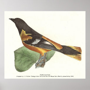 Poster L'Oriole d'Or ou de Baltimore (Icterus galbula)