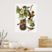 Poster L'Oriole du Nord d'Audubon (Cuisine)