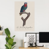 Poster Loriquet à couronne bleue, Vini Australis (Bureau à domicile)