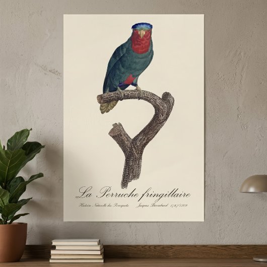 Poster Loriquet à couronne bleue, Vini Australis