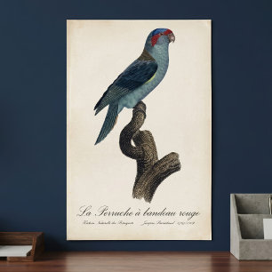 Poster Loriquet à tête bleue, Trichoglossus concinnus