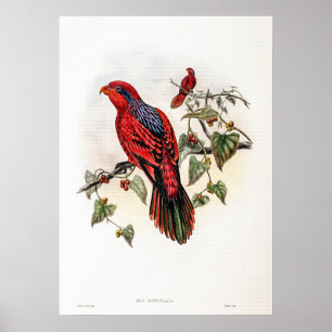 Poster Lory à rayures bleues vintage par John Gould