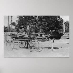 Poster Los Angeles, CA Ostrich Farm Cart Scene