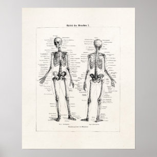 Poster L'os humain squelettique vintage d'anatomie