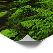 Poster Lost Man Creek I au Redwood National Park (Coin)