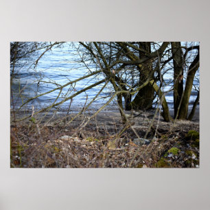Poster Lost Places, vieux arbres sur la rive de la rivièr