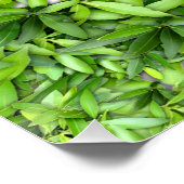 Poster Lots de beautiful (Coin)