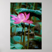 Poster ...lotus (Devant)