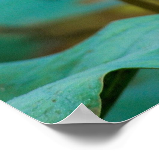 Poster ...lotus (Coin)