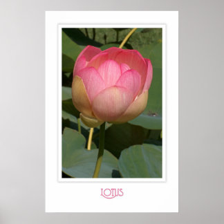 Poster Lotus