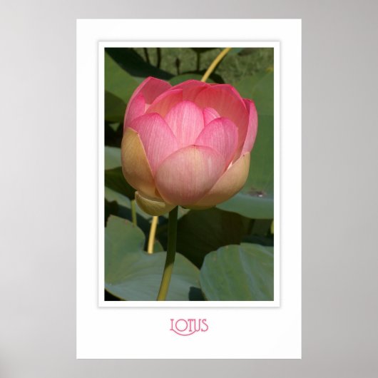 Poster Lotus (Devant)