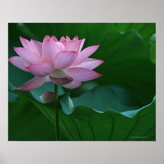Poster Lotus (Devant)