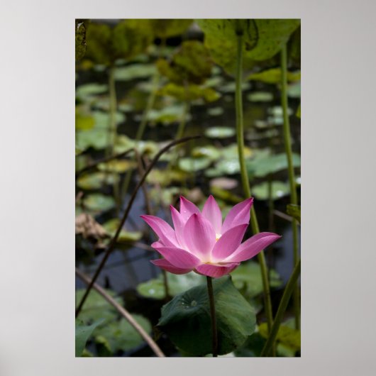 Poster Lotus (Devant)