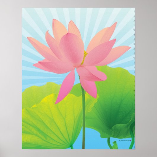 Poster Lotus (Devant)