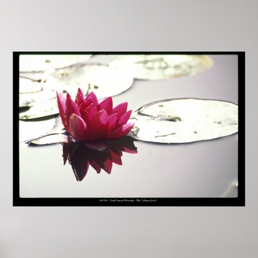 Poster lotus (Devant)